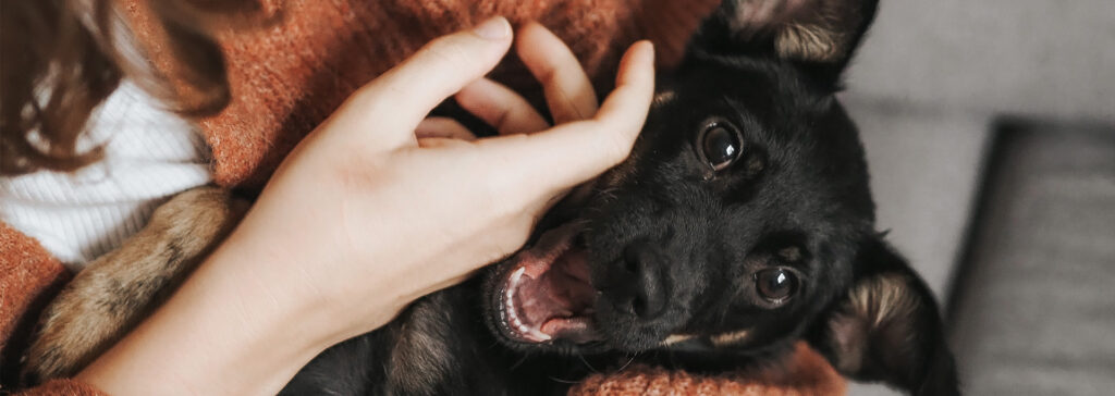 owner cuddling with dog